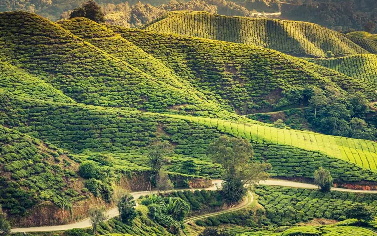 Darjeeling tea gardens