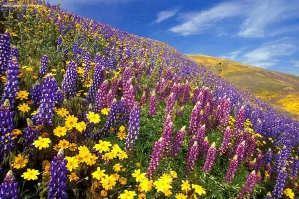 Yumthang Valley flowers